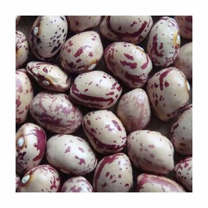 Lezzetli sağlık teneke içinde barbunya kurutulmuş çeşitli özellikler ham ve işlenmiş gıda kullanımı için % barbunya torbalarda paketlenmiş - Product Image 5