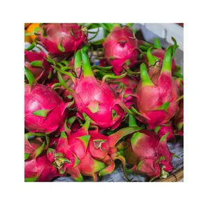 For export competitive common 80% - 90% maturity type dragon fruit price Fresh White Dragon Fruit
