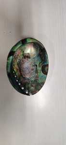 Custom Made Very Nice Natural Abalone <strong>Shells</strong> for Sea <strong>Shell</strong> Stores and Native Jewelry Designers Ideal for Resale for Collection