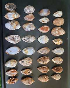 Doğal nadir fosil salyangoz Druzy akik | Doğal kabuk kuvars fantezi gevşek taş kabuk kuvars Opalized fosil örnekler - Product Image 5