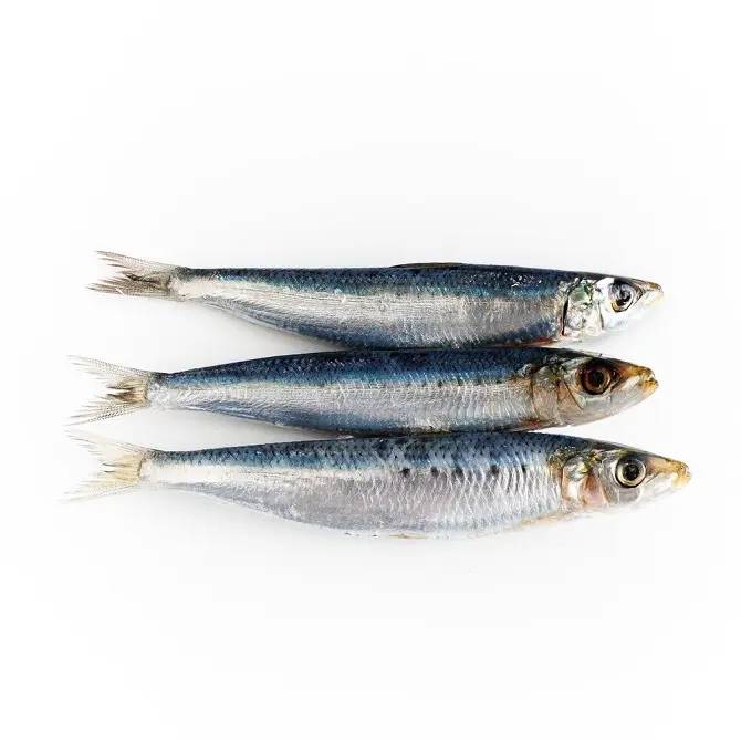 Konserve veya yem için bütün yuvarlak 90-100 dondurulmuş deniz ürünleri sardalya balığı (Pilchard)