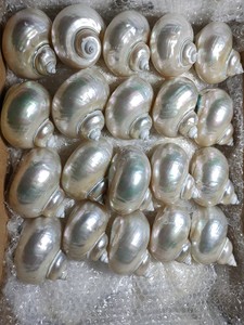 Exporting Top Quality Seashells and Snail <strong>Shells</strong> From Vietnam Bulk Export - Product Image 2