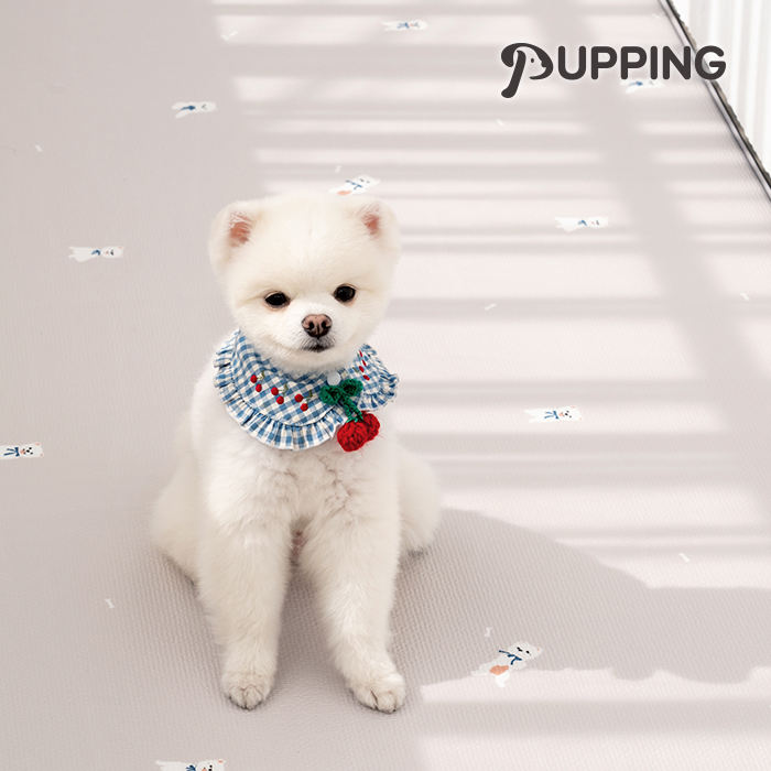 ปอมเมอราเนียน