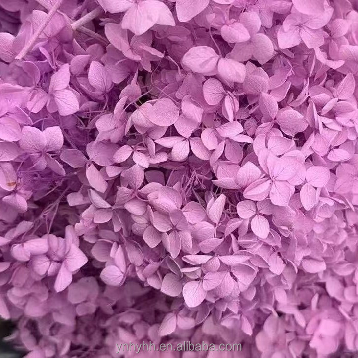Rosa viola