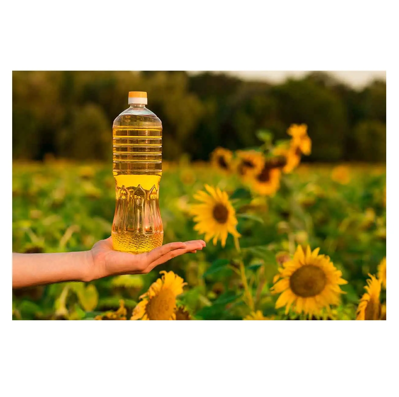 Top-qualität natürliches Sonnenblumenöl raffiniert in 5 Liter-Kunststoffflaschen vom Hersteller Sonnenblumenöl raffiniert