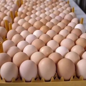 ฟาร์มไข่ไก่สดโต๊ะ สีน้ําตาลและสีขาว สีน้ําตาลสด ไข่โต๊ะสีขาว ไข่ไก่สด