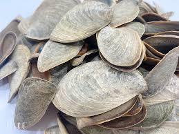 กระเป๋าหีบห่อธรรมชาติ murex opculum เปลือกหอยแห้ง - Product Image 4