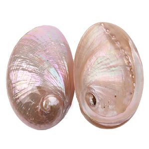 Doğal güney afrika Abalone kabuk leke kase Seashell tütsü brülör standart Abalone kabukları hint ucuz fiyatlarla - Product Image 4