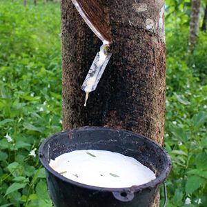 顶级乳胶橡胶/舒适和弹性/最适合所有工业需求/越南制造