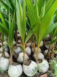 Cocco nano incubato più di 6 mesi, origine Ben Tre, facile da coltivare, adatto a tutti i tipi di terreno