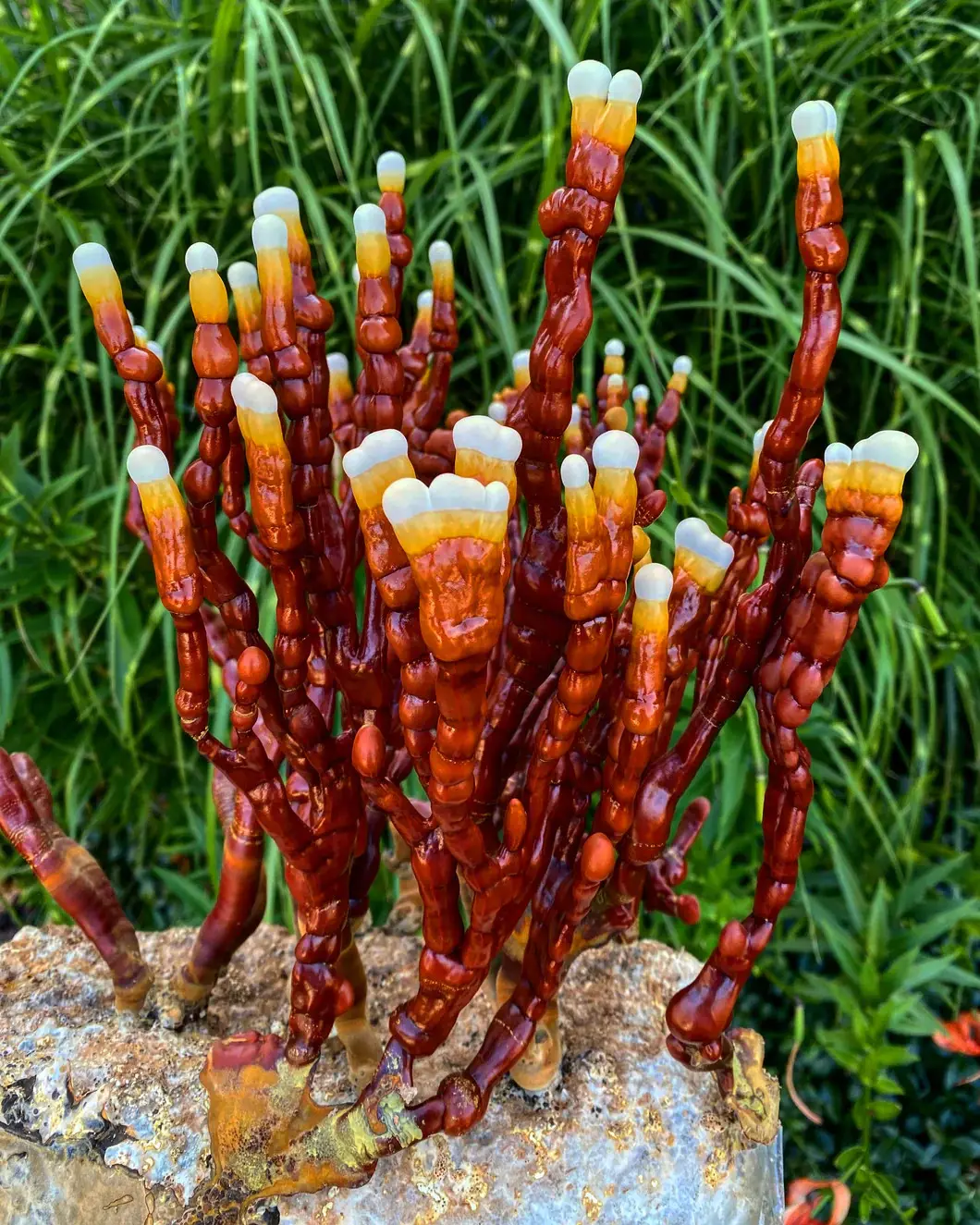Corne de cerf en poudre champignons reishi de fraîcheur rare haute valeur nutritionnelle corne de cerf en forme de ganoderma lucidum