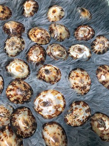 เปลือกหอยพรีเมี่ยม: เปลือกหอย Limpet, Murex Operculum และเปลือกหอยทากในราคาที่ไม่แพง - Product Image 2