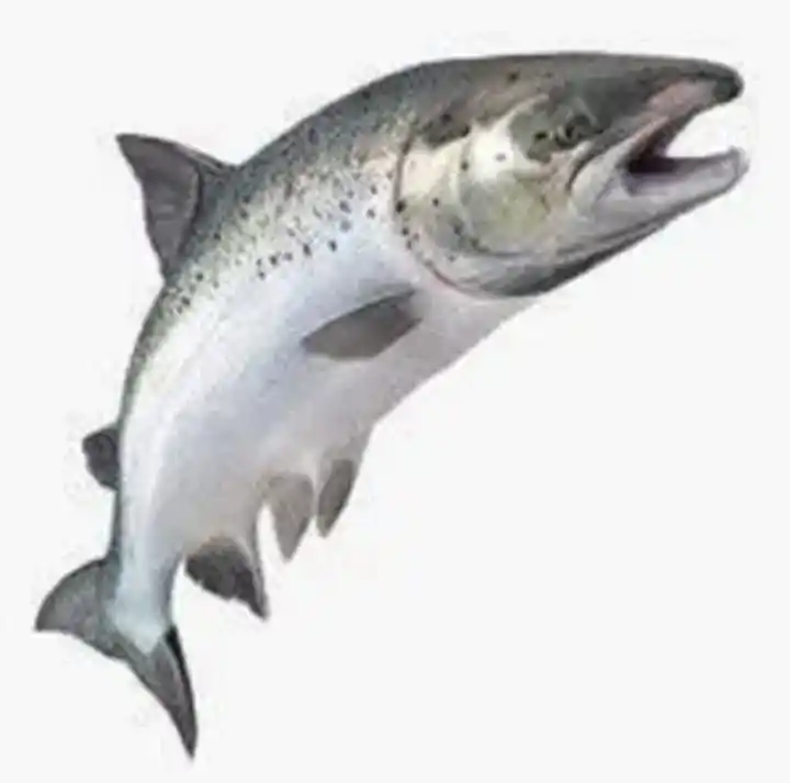 Cá Hồi Tươi/Đông Lạnh 100% Cá Hồi Chất Lượng Xuất Khẩu Cá Hồi Giá Rẻ Và Giá Cả Phải Chăng