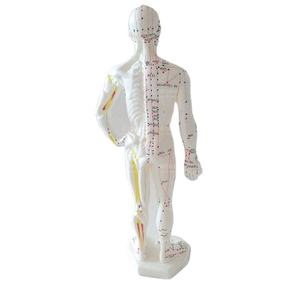 نموذج العلوم الطبية للوخز بالإبر البشري النموذج التعليمي للمدرسة أو المستشفى - Product Image 2