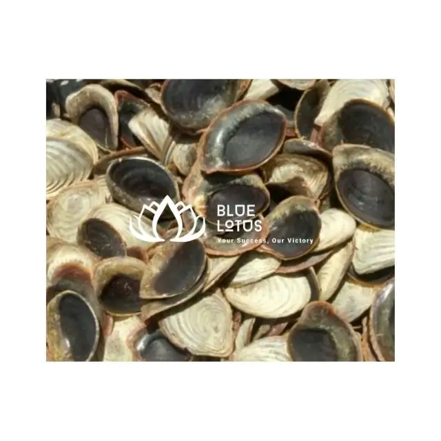 Seashell Producto Nail Shell Murex Operculum Shell de Vietnam mejor buen Material para EXTRACTO DE Perfume