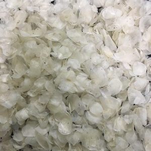 优质鱼鳞干罗非鱼鱼鳞准备出口