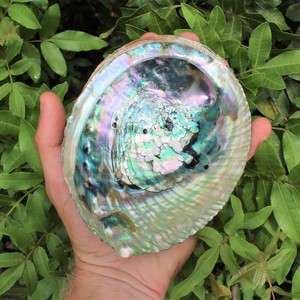 Raw Clean Dry <strong>Paua</strong> Abalone Shells Blue Green Abalone Shell for Sage Smudging Kits Cheapest Price - Product Image 5