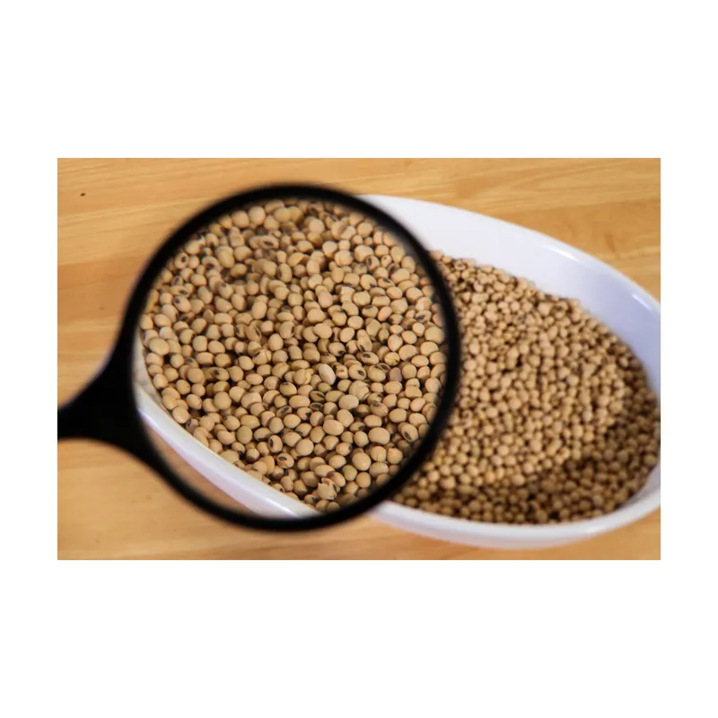 High Quality Non GMO Soybean Largest Stock And Supply Worldwide For The Best Market/ Soybean seeds