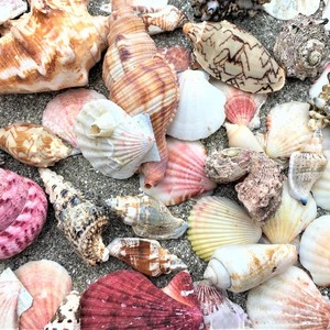 天然の海の貝殻を大量に乾燥させ、工芸品やお土産用の空の貝殻 - Product Image 4