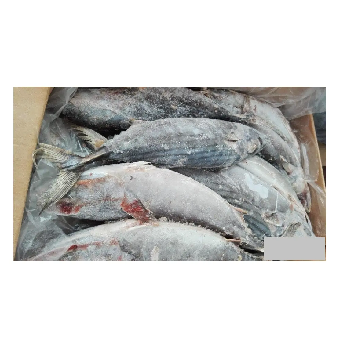 سمك بونيتو تونا مثلج عالي الجودة رخيص السعر تصدير من ألمانيا لجميع أنحاء العالم