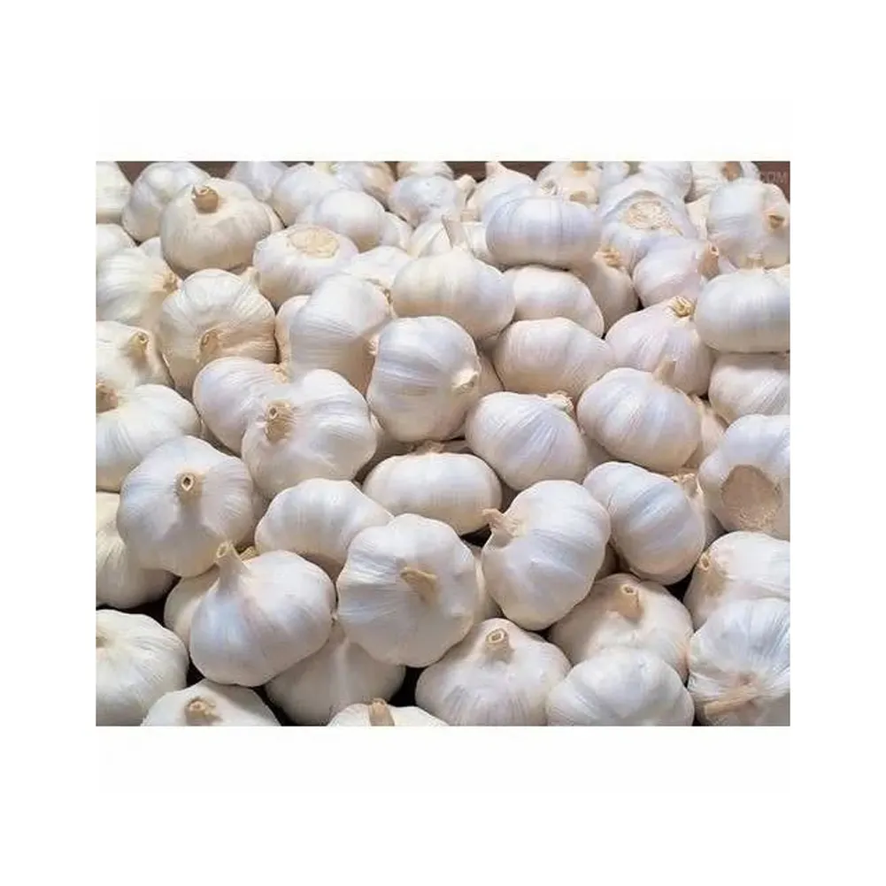 Wholesale Price pure white garlic for Brazil Bulk Stock Available