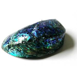 Unpolished <strong>Paua</strong> Shells in Customized Shape - Product Image 2