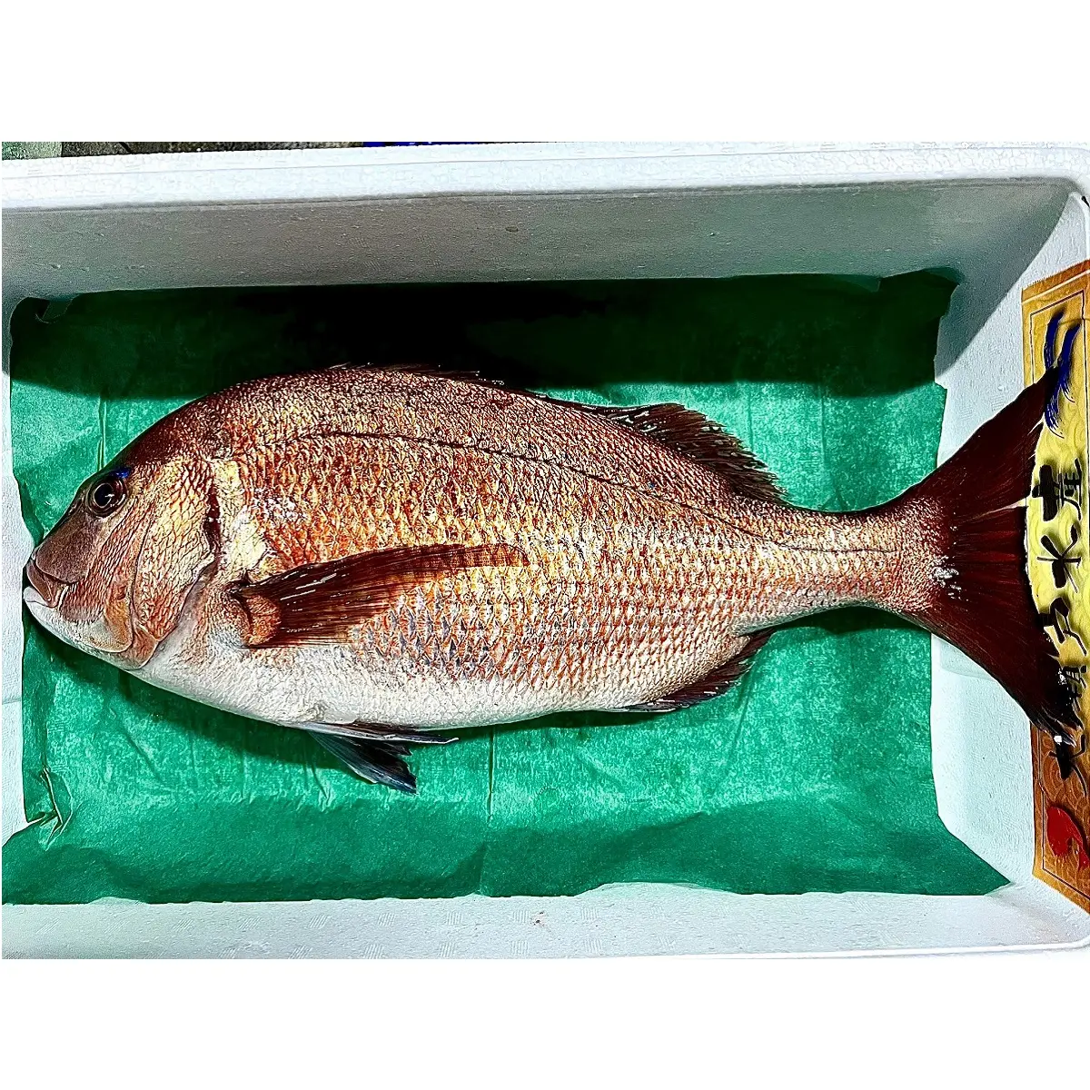 Fournisseur japonais de poissons de dorade rouge (élevage)