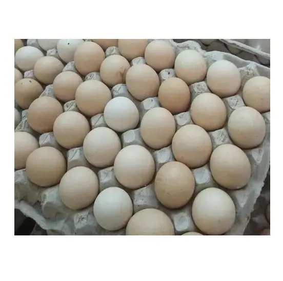 Oeufs de table blancs et bruns frais de qualité Oeufs d'autruche et autres oiseaux Machine à éplucher les œufs cuits en acier inoxydable 304
