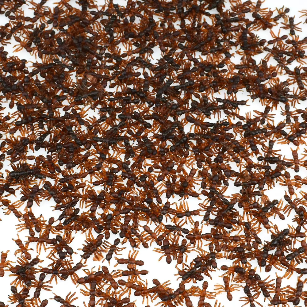 Little ant