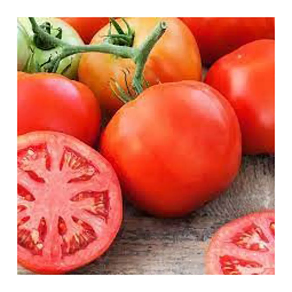 Tamburo di alta qualità fresca mezzo pomodoro colorante produttore imballaggio sfuso prezzo economico miglior pomodoro migliore