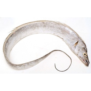 Cá ruy băng (lepturacanthus savala) từ ratnagiri, kokan, mumbai - Product Image 6