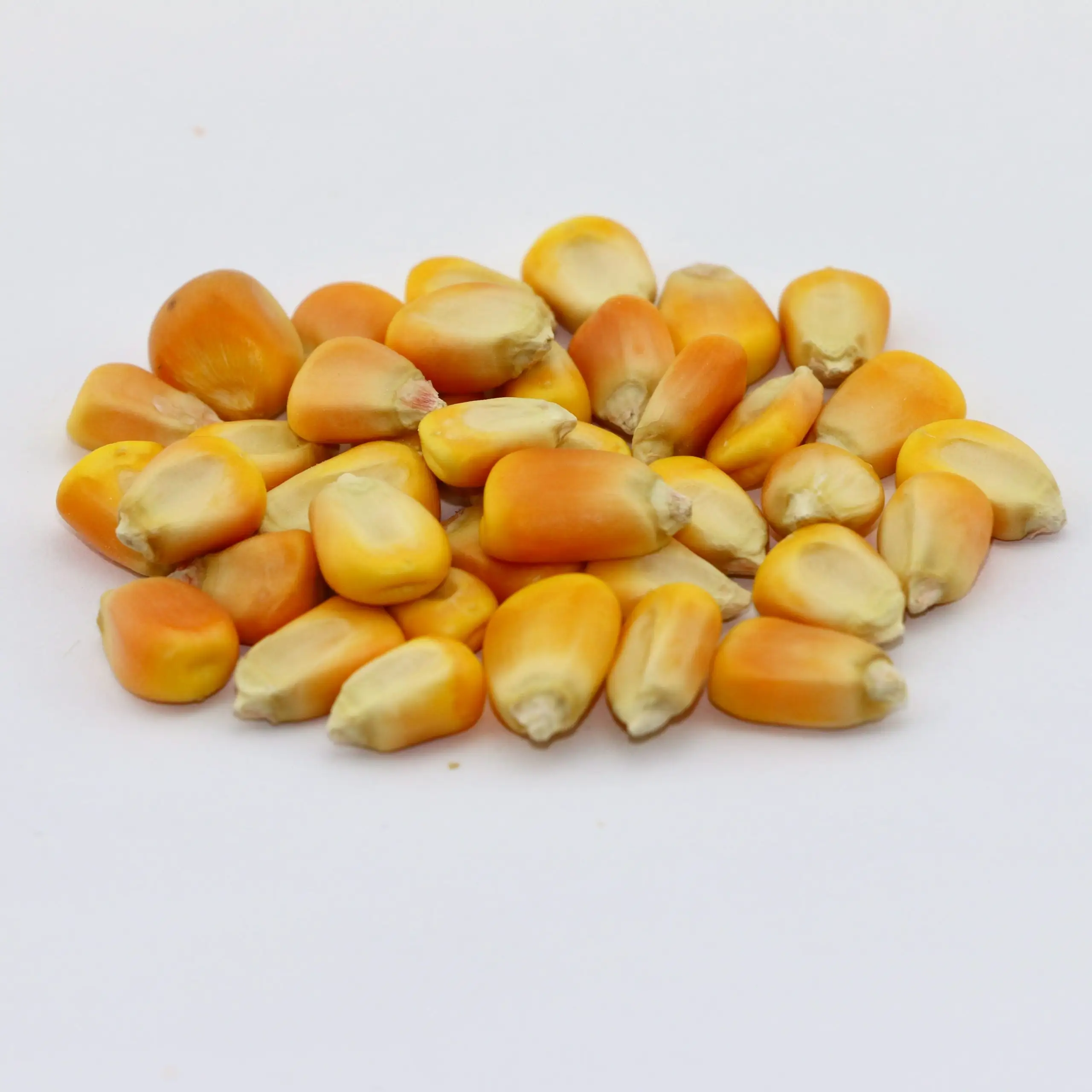 Ração animal de milho amarelo de alta qualidade disponível para exportação da Índia
