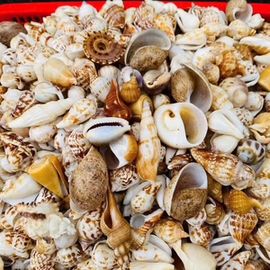 Dried Operculum Onycha Seashell <strong>Murex</strong> Conch Seashells Ceach Conch Seashells for Export From 1000KG - Product Image 1