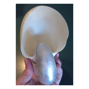 SUPER SALE <strong>Shells</strong> with Small Crack/Chip/Imperfect Marks on <strong>It</strong> Tiger Chambered Conch <strong>Shell</strong> for Home Decor <strong>Shell</strong> Adornment - Product Image 4