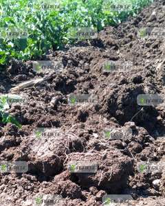 Blackking Hữu Cơ đất và phân bón lá Lỏng Công thức cho tăng cường Crop năng suất và tăng trưởng - Product Image 3