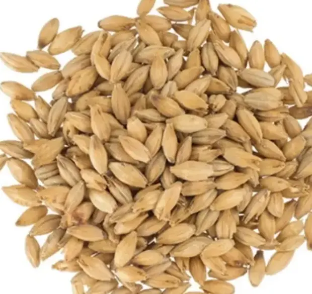 Зерна ячменя, семена ячменя премиум-класса/корм для животных, Ячменные зерна, солодовое зерно ячменя для продажи