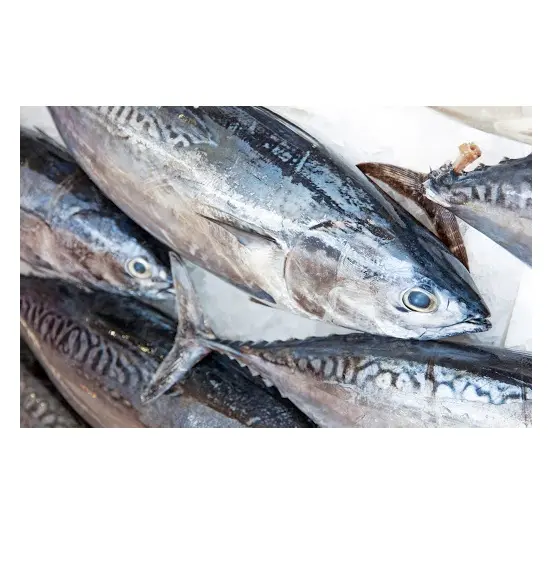 Preiswerter Großhandel Top-Qualität IQF gürtelter Bonito/gestreifter Thunfisch gefrorener Bonito Fische Größe 1-2 kg Großhandel Verkauf aus Deutschland