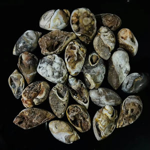 Natural Rare Spiralite Gem Shell Specimen fossil Snail Druzy Agate Crystals Chakra Healing Energy for Decoration <strong>Bulk</strong> Sale - Product Image 1