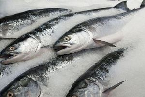 <strong>Super</strong> Quality Whole Frozen Fresh Salmon Fish / Frozen Norwegian Atlantic Salmon Fillet - Product Image 5