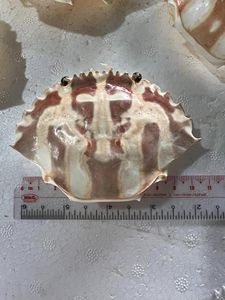 Carb kabuk deniz kabuğu zanaat - Product Image 5