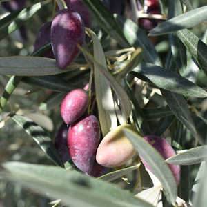 Olive <strong>Oil</strong> Extra Virgin 930KG IBC (1000 Liters) - First Cold Pressed &amp; High Quality Extra Virgin Olive <strong>Oil</strong> in Bulk Packaging - Product Image 4