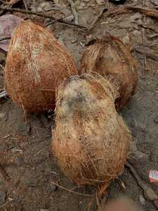 Dried Whole <strong>Coconuts</strong> for Sale Top Quality and Freshness With Competitive Bulk Pricing for Retailers and Food Businesses - Product Image 4