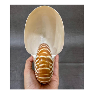 SUPER SALE <strong>Shells</strong> with Small Crack/Chip/Imperfect Marks on <strong>It</strong> Tiger Chambered Conch <strong>Shell</strong> for Home Decor <strong>Shell</strong> Adornment - Product Image 2