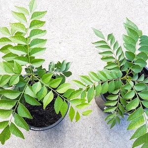 Export Quality Curry Leaf High-Potency Superfood for Digestion Hair <strong>Growth</strong> and Skin Care from <strong>India</strong> - Product Image 1