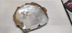 Custom Made Very Nice Natural Black Lip Mother of Pearl Sea <strong>Shells</strong> Ideal for Resale by Sea <strong>Shell</strong> Supply Stores - Product Image 5