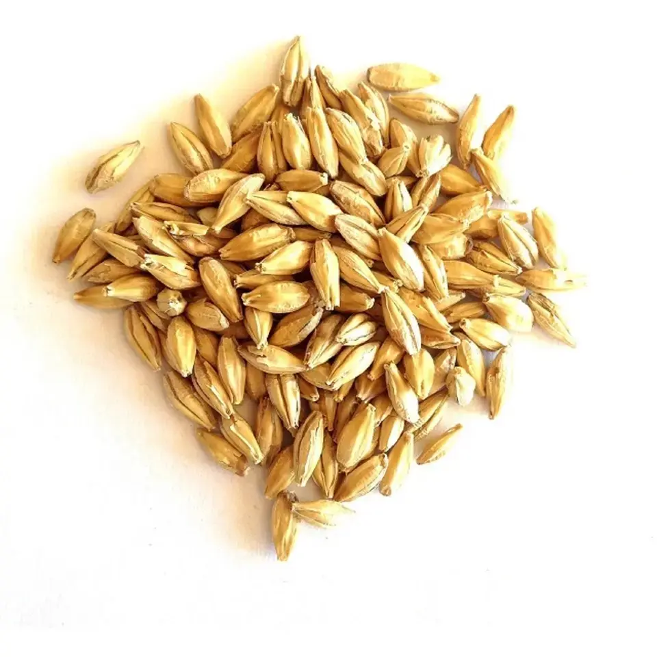 100% semillas de Cebada/Cebada para alimentación animal/granos de cebada a granel a precio asequible