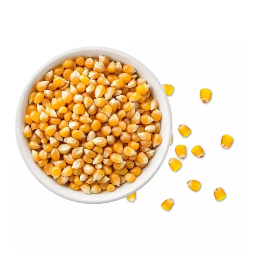 Gran demanda, fabricante sudafricano de maíz amarillo para alimentación animal disponible a granel desde India, gran oferta