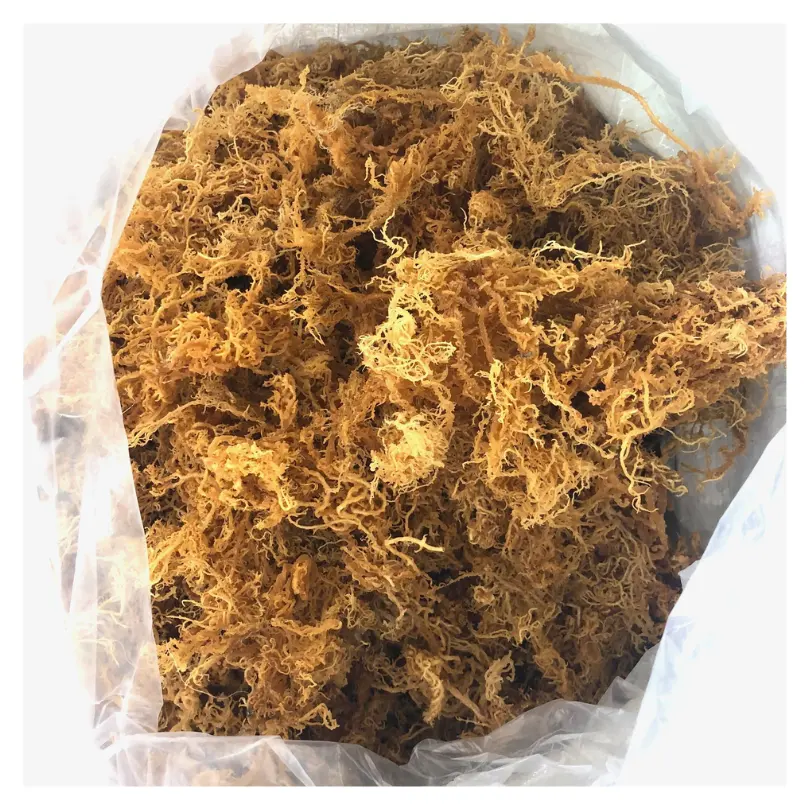 Miglior affare oro muschio di mare Eucheuma cottonii alga d'oro muschio di pesce con sale buon prezzo dal Vietnam