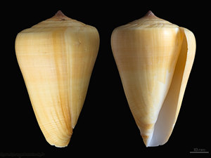 Littorina Obtusata guscio di lumaca-Super baby guscio di granchio eremita-gusci di lumaca decorativi di molte dimensioni - Product Image 3