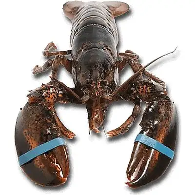 Kualitas asli makanan laut kelas AS segar dan beku Boston Lobster.